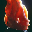 FLAMES, Orange Alabaster <br>  21 IN. H / 13 IN. W / 7.5 IN. D / 53 LB<br> Private Collection
